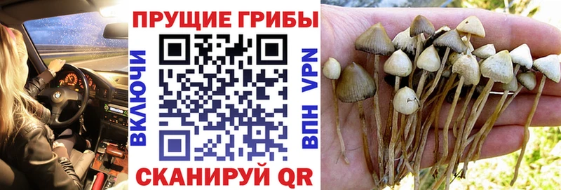 Галлюциногенные грибы мицелий  Купить  Меленки 